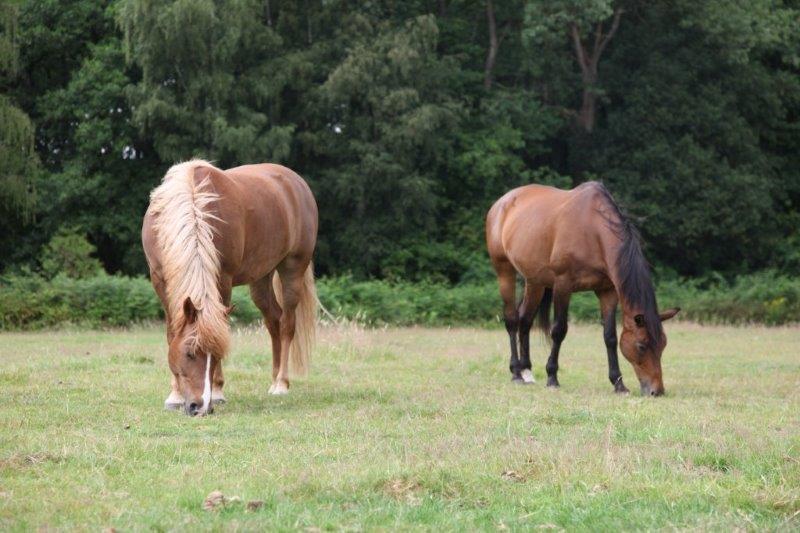 Farm Stay Luythoeve Meeuwen Luaran gambar